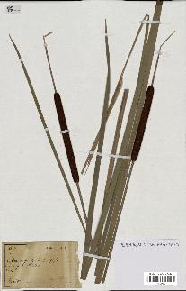spécimen de Typha angustifolia