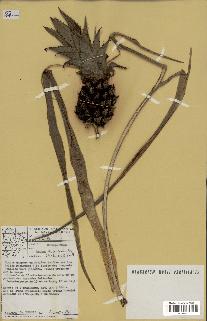 spécimen de Ananas ananassoides