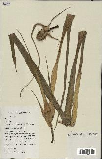 spécimen de Ananas ananassoides