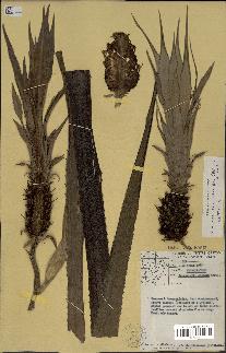 spécimen de Ananas ananassoides