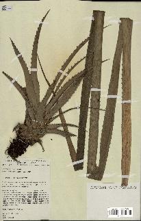 spécimen de Ananas ananassoides
