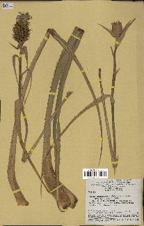 spécimen de Ananas ananassoides