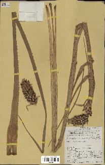 spécimen de Ananas ananassoides