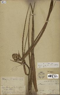 spécimen de Ananas ananassoides