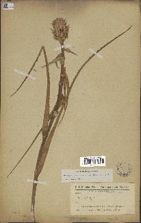 spécimen de Ananas ananassoides