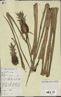 spécimen de Ananas ananassoides