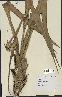 spécimen de Ananas ananassoides