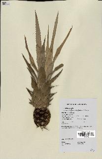 spécimen de Ananas ananassoides