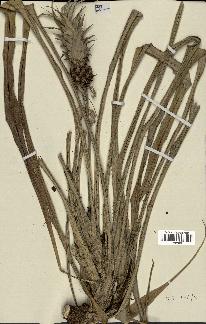 spécimen de Ananas ananassoides
