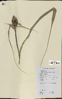 spécimen de Ananas ananassoides