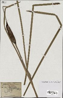 spécimen de Typha latifolia