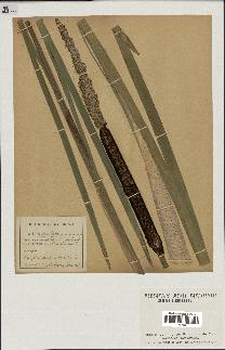 spécimen de Typha latifolia