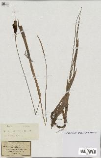spécimen de Typha minima