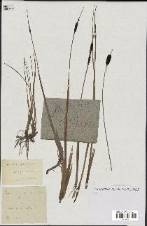 spécimen de Typha minima