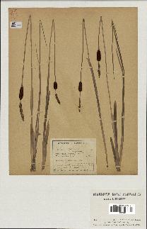 spécimen de Typha minima