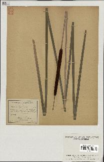 spécimen de Typha angustifolia
