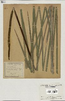 spécimen de Typha angustifolia