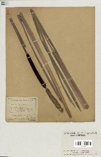 spécimen de Typha elata