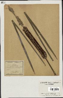 spécimen de Typha latifolia
