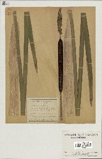 spécimen de Typha latifolia