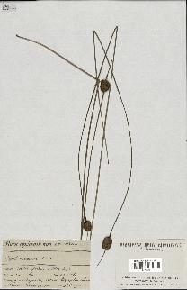 spécimen de Typha minima