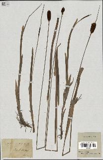 spécimen de Typha minima