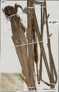 spécimen de Typha australis