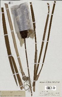 spécimen de Typha latifolia