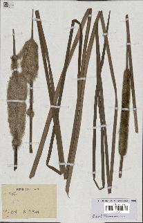 spécimen de Typha sp.