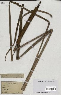 spécimen de Typha sp.