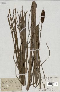 spécimen de Typha shuttleworthii