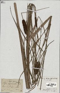 spécimen de Typha shuttleworthii