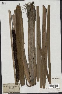 spécimen de Typha latifolia