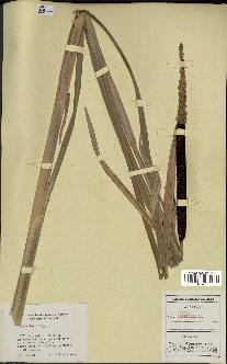 spécimen de Typha latifolia