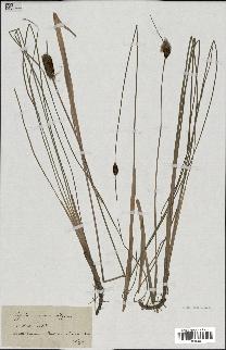 spécimen de Typha minima