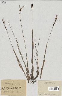 spécimen de Typha minima