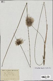 spécimen de Typha minima