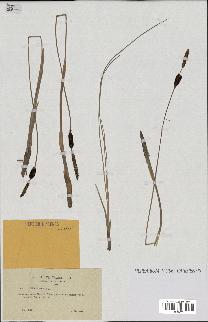 spécimen de Typha minima