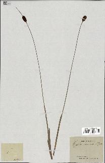 spécimen de Typha minima