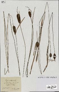 spécimen de Typha minima