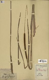spécimen de Typha angustata