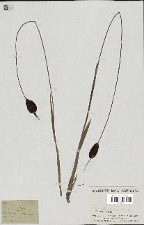 spécimen de Typha sp.