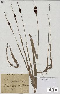 spécimen de Typha minima