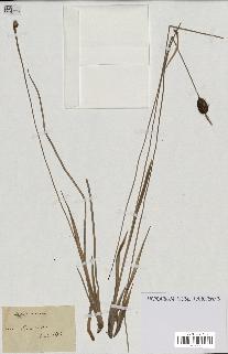 spécimen de Typha minima