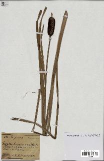 spécimen de Typha minima
