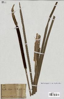 spécimen de Typha minima