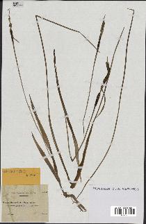 spécimen de Typha minima