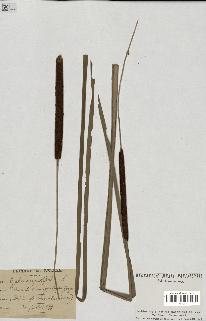spécimen de Typha angustifolia