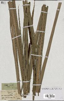 spécimen de Typha angustifolia
