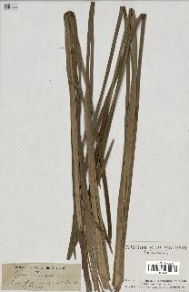 spécimen de Typha angustifolia